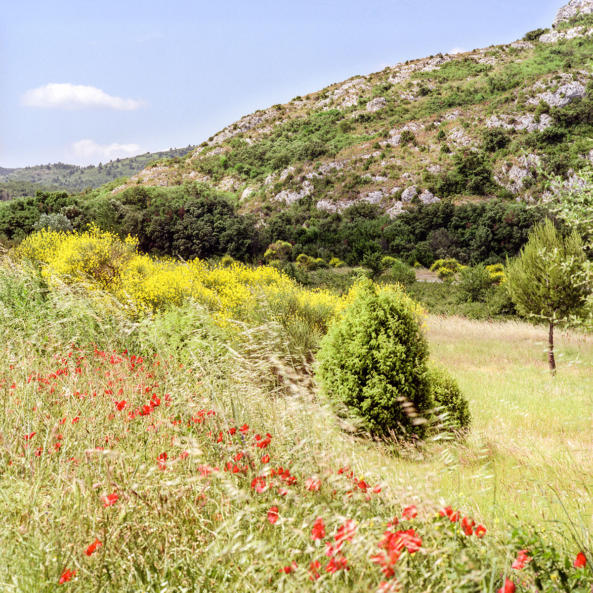 Die Provence, Mohnfeld