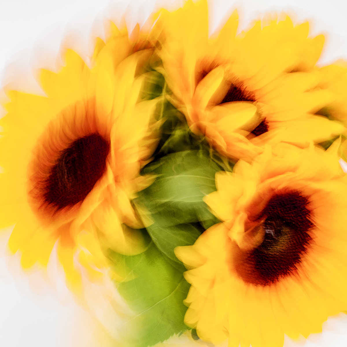 Sonnenblumen